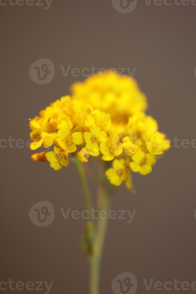 blomma blomning bakgrund aurinia saxatilis familj brassicaceae nära foto