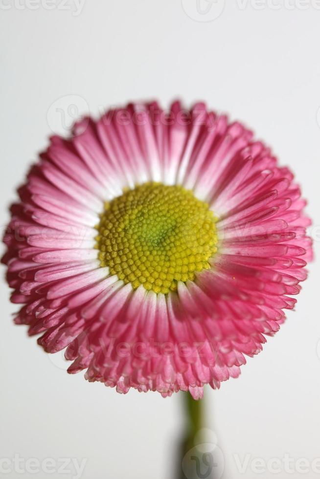 blomma blomning bellis perennis l. familj kompositer modern bakgrund foto