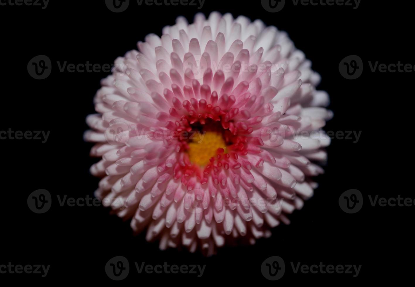 blomma blomning bellis perennis l. familj kompositer modern bakgrund foto