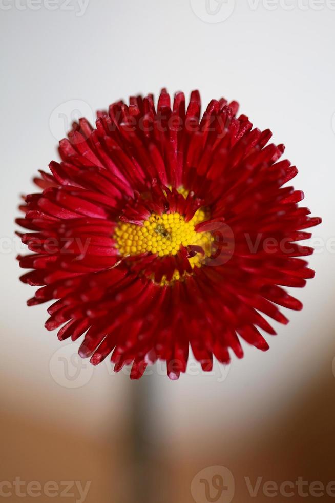 blomma blommar närbild bellis perennis l. familjens sammansatta moderna foto