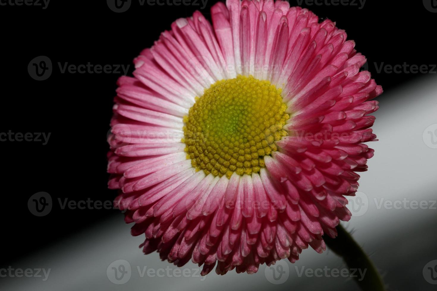 blomma blomning bellis perennis l. familj kompositer modern bakgrund foto