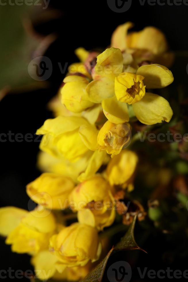 blomma blomning berberis aquifolium familj berberidaceae närbild foto
