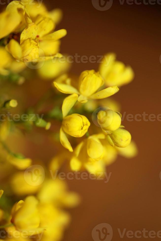 blomma blommar berberis aquifolium familj berberidaceae närbild ut foto