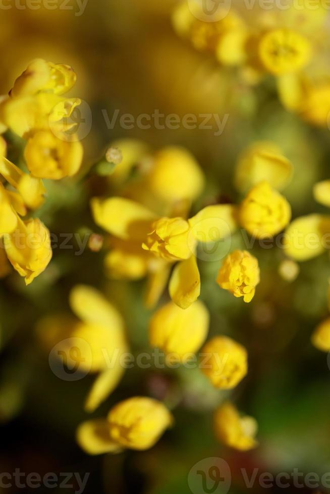 blomma blommar berberis aquifolium familj berberidaceae närbild ut foto