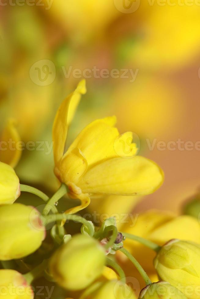 blomma blommar berberis aquifolium familj berberidaceae närbild ut foto