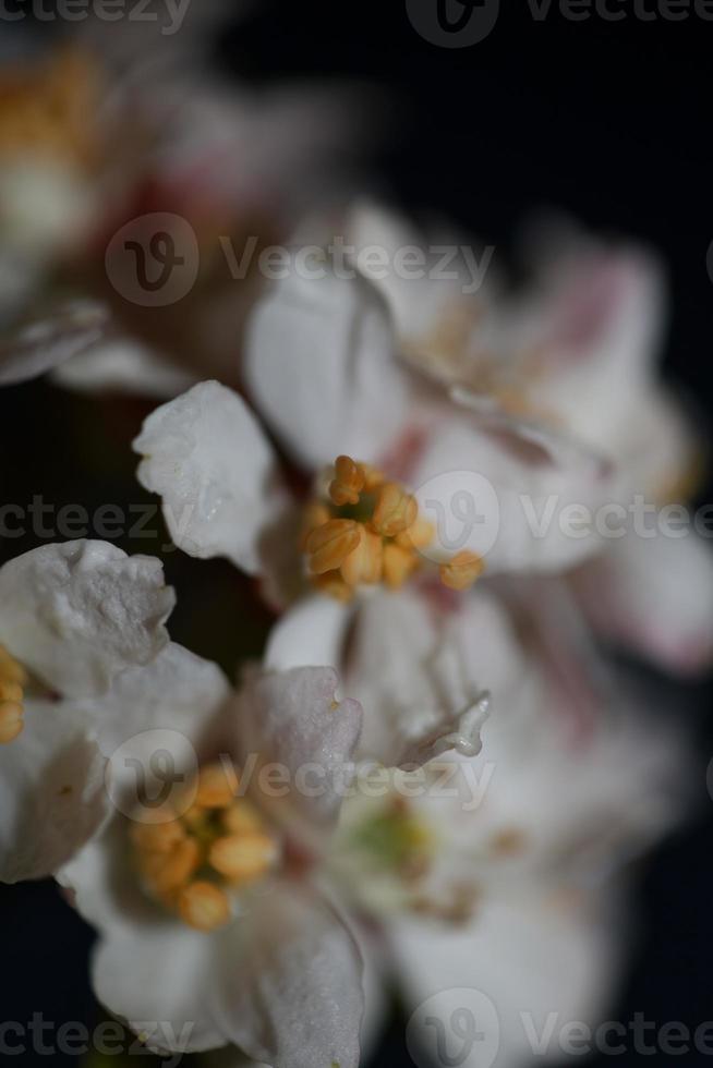 blomma blommar närbild choisya ternata kunth familj rutaceae affischer foto