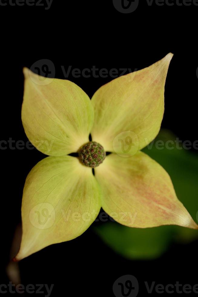 blomma blomning närbild cornus kousa familj cornaceae botaniska makro foto