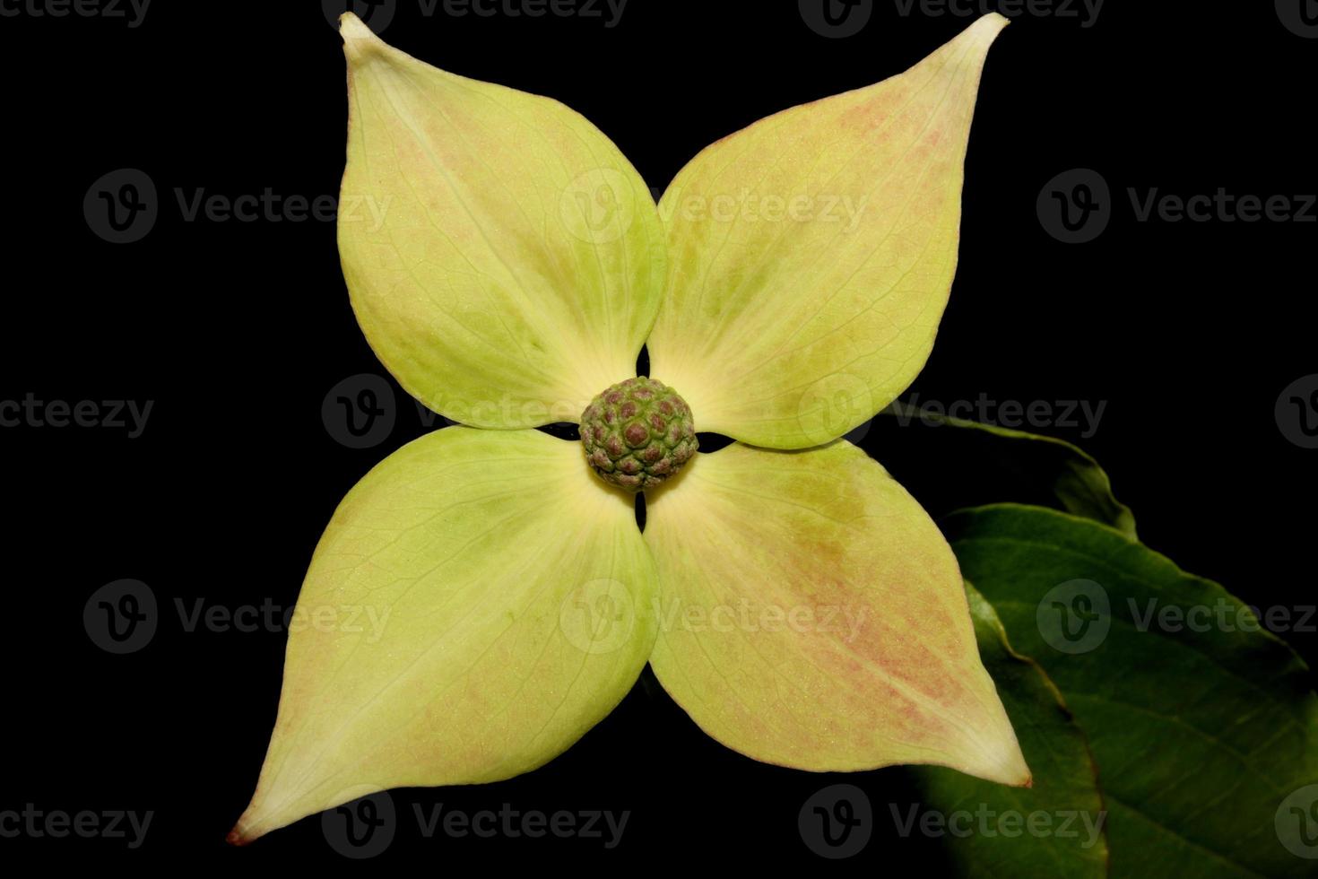 blomma blomning närbild cornus kousa familj cornaceae botaniska makro foto