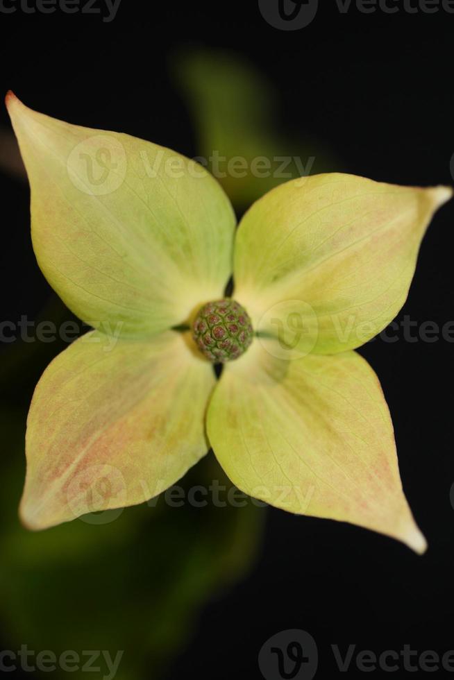 blomma blomning närbild cornus kousa familj cornaceae botaniska makro foto