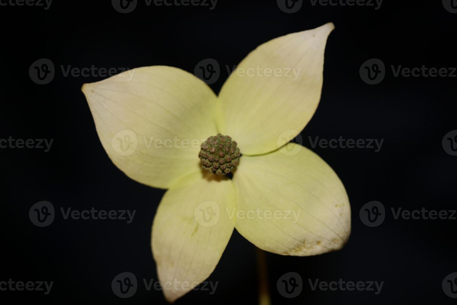 blomma blomning närbild cornus kousa familj cornaceae botaniska makro foto