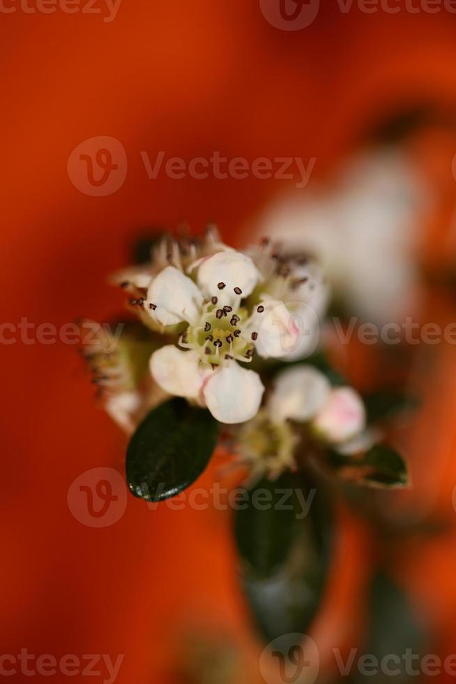 blomma blommar närbild cotoneaster dammeri familjen rosaceae botanik foto