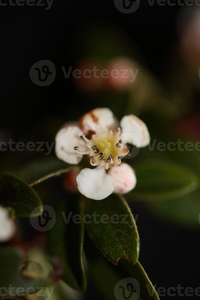 blomma blommar närbild cotoneaster dammeri familjen rosaceae botanik foto