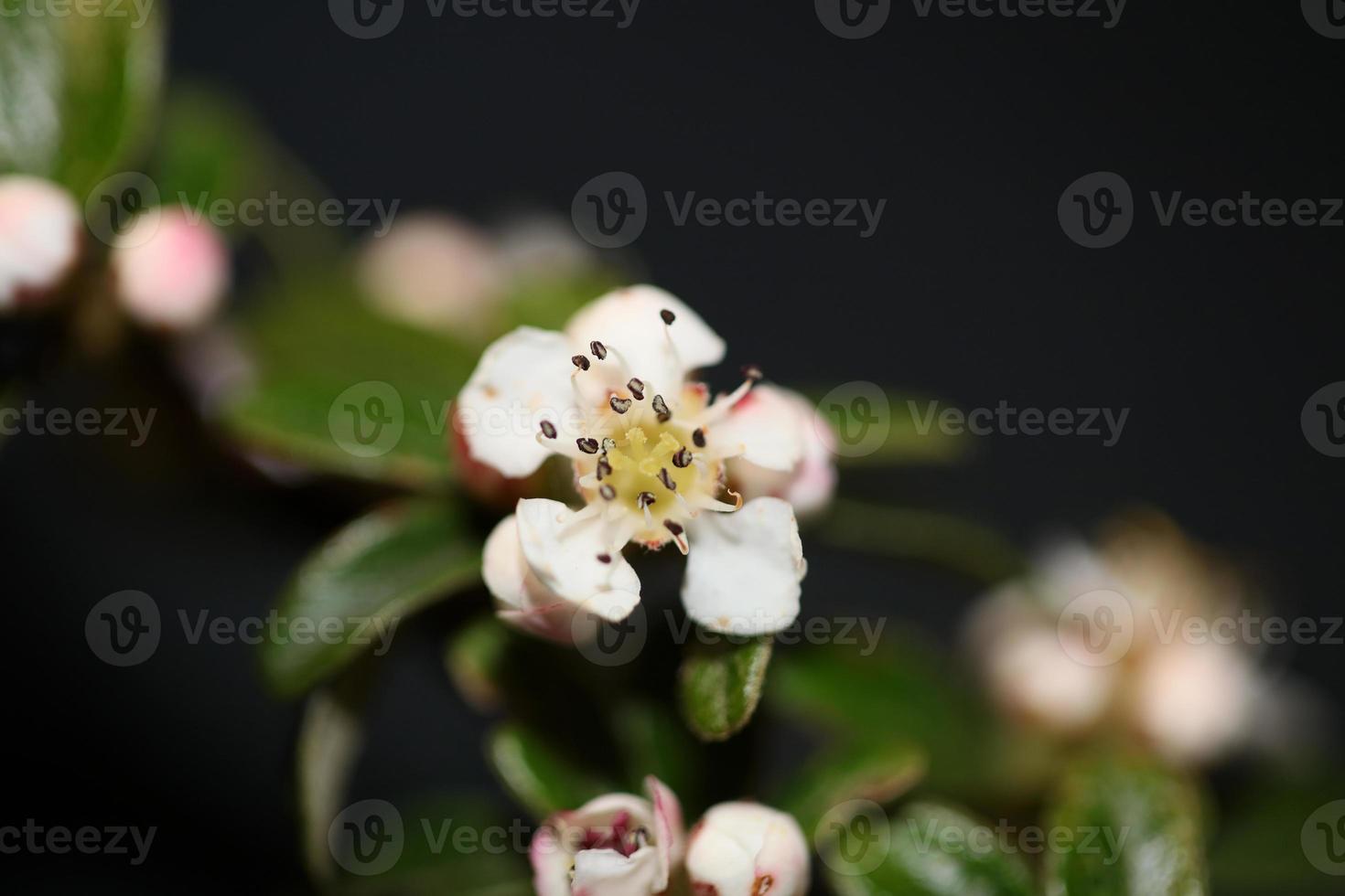 blomma blommar närbild cotoneaster dammeri familjen rosaceae botanik foto