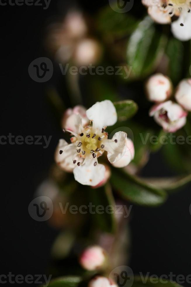 blomma blommar närbild cotoneaster dammeri familjen rosaceae botanik foto