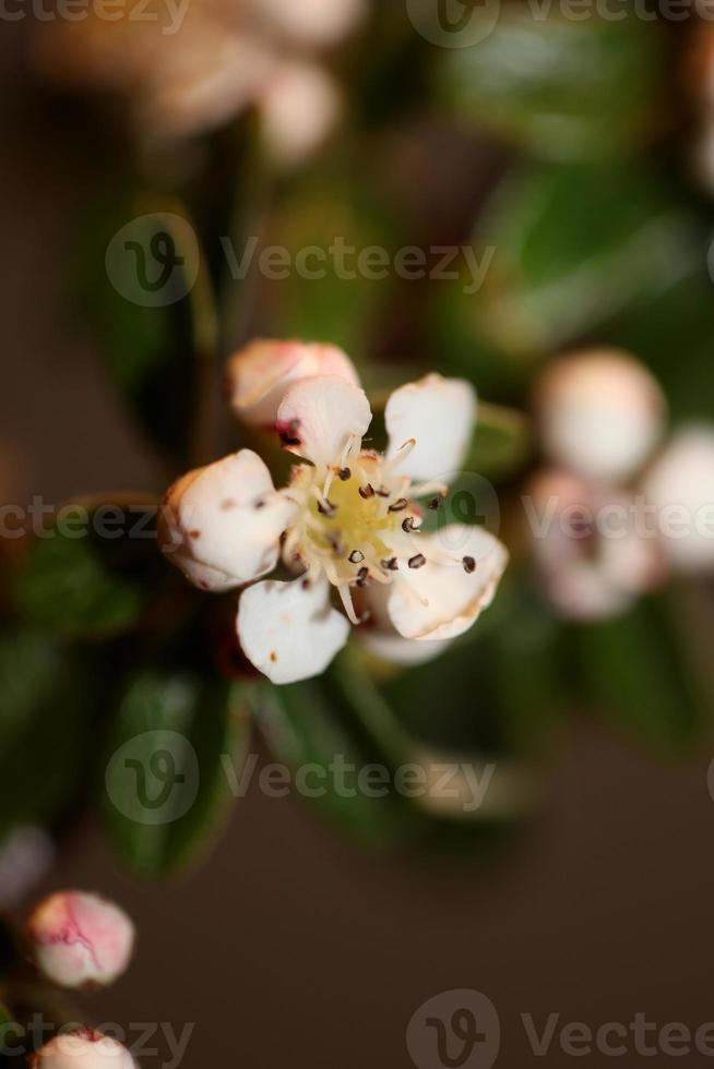 blomma blommar närbild cotoneaster dammeri familjen rosaceae botanik foto