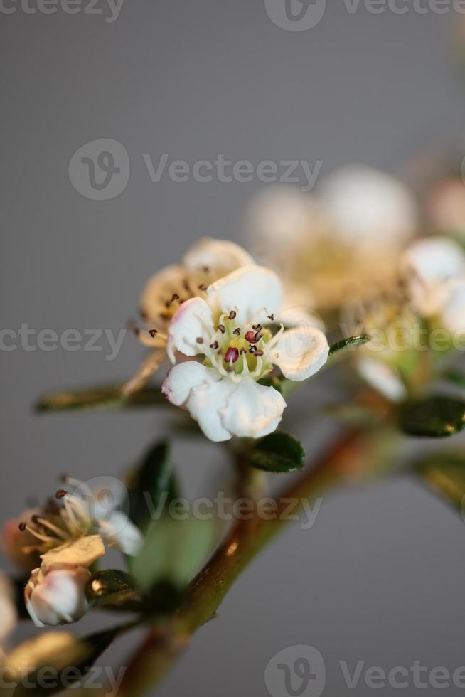 blomma blommar närbild cotoneaster dammeri familjen rosaceae botanik foto