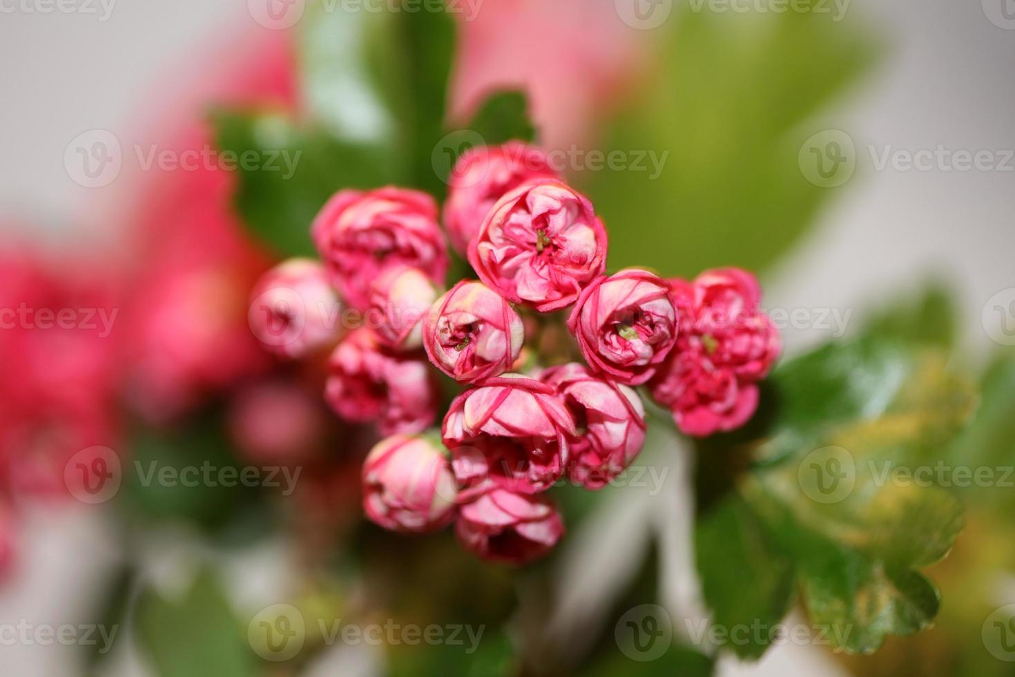 blomma blommar närbild crataegus laevigata familj rosaceae botanik foto