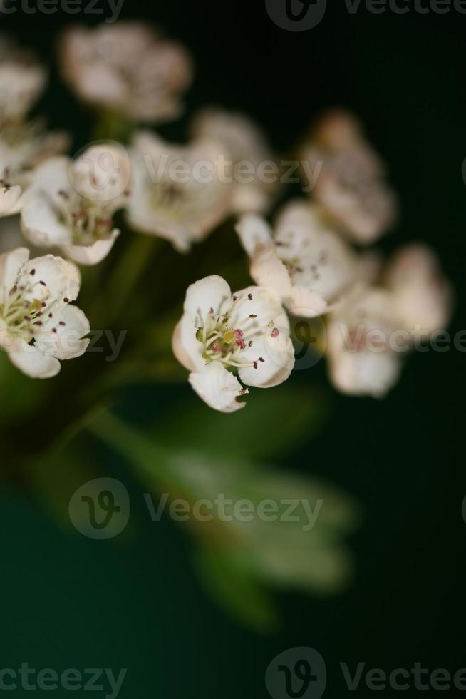 blomma blomma närbild crataegus monogyna familj rosaceae botanik foto