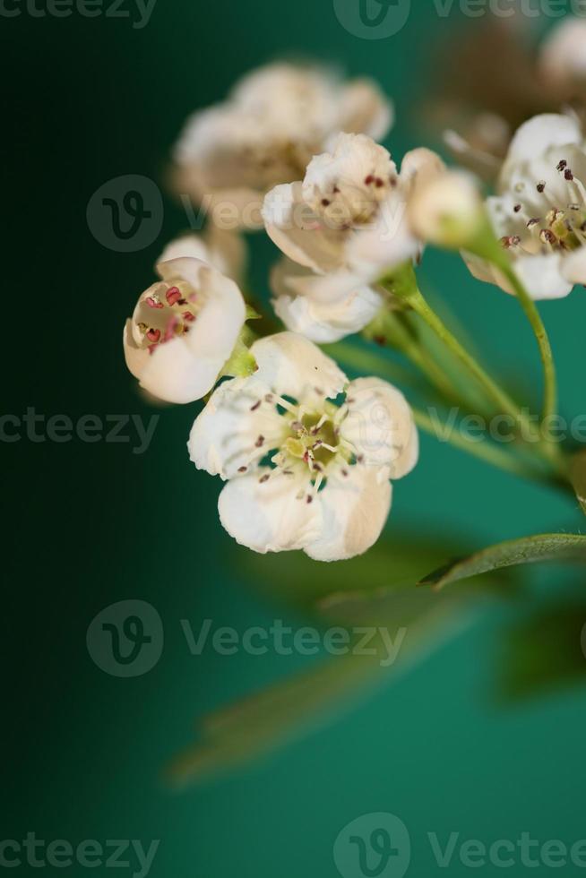 blomma blomma närbild crataegus monogyna familj rosaceae botanik foto