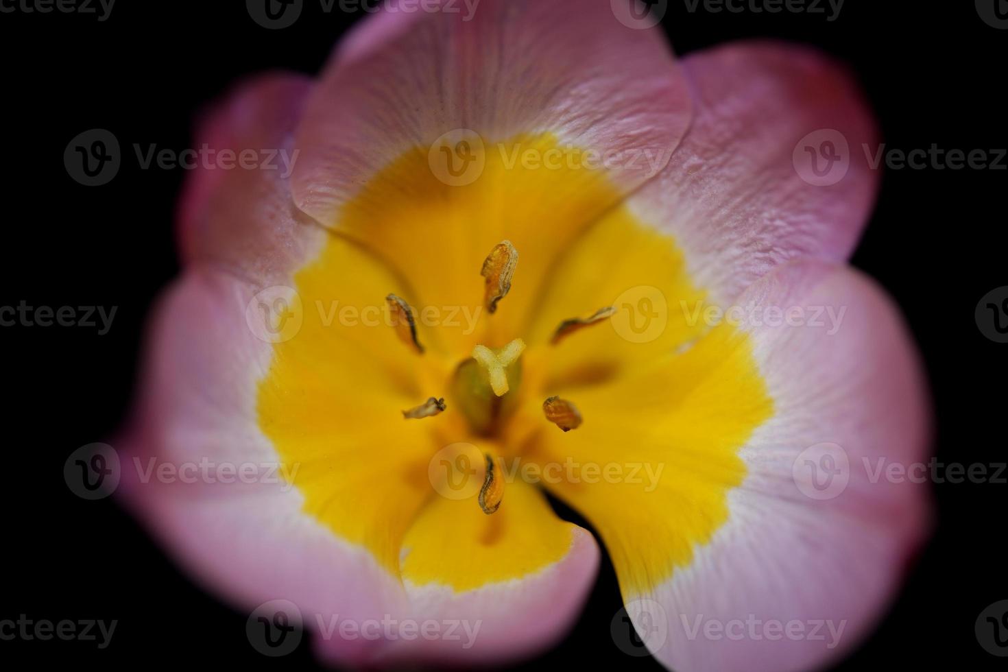 blomma blomma närbild krokus vernus familj iridaceae botaniska foto