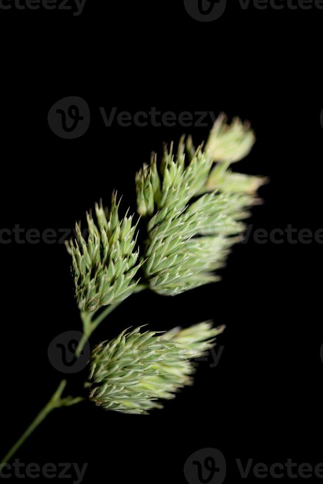 blomma närbild bakgrund modern dactylis glomerata familj poaceae foto