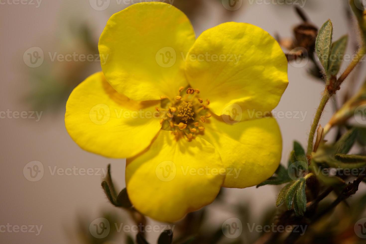 blomma blomma närbild dasiphora fruticosa familj thymelaeaceae foto