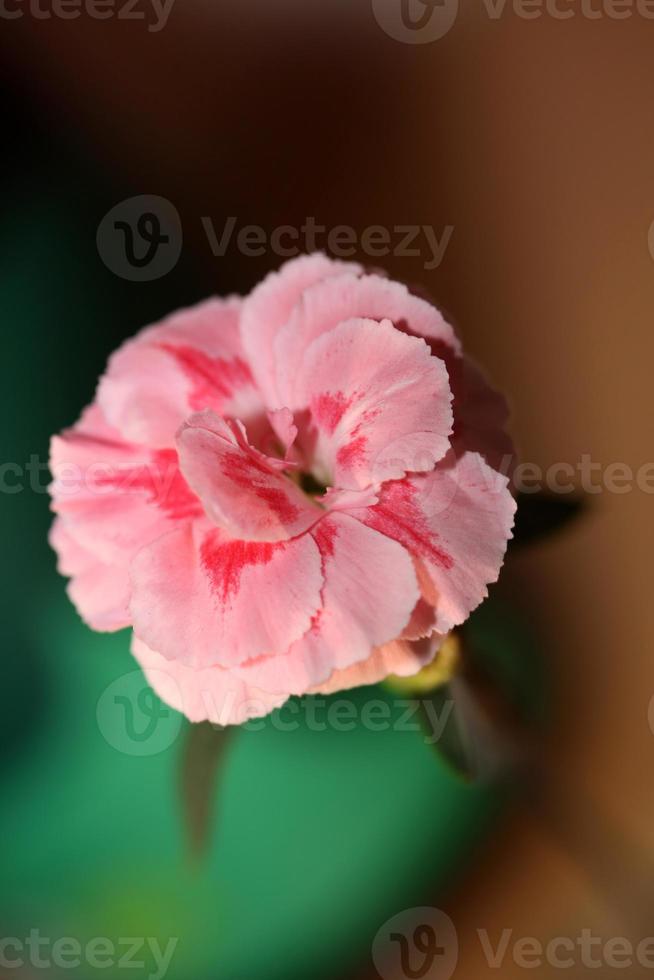 blomma blomning makro dianthus caryophyllus familj caryophyllaceae foto