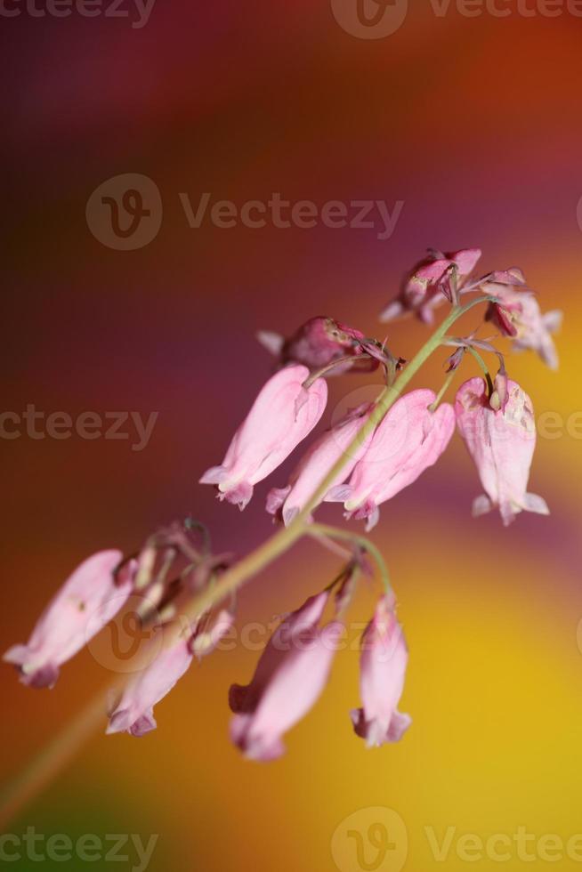 blomma blommar närbild dicentra formosa familj papaveraceae foto