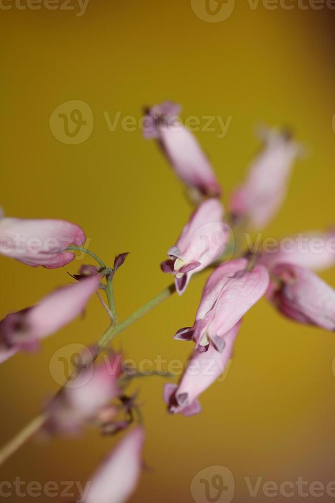 blomma blommar närbild dicentra formosa familj papaveraceae foto