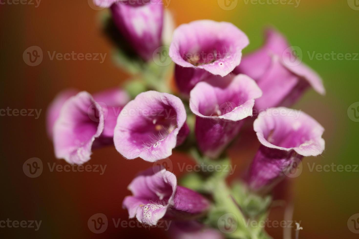 blomma blommar närbild digitalis purpurea familj plantaginaceae foto