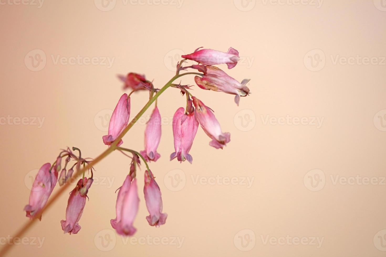 blomma blommar närbild dicentra formosa familj papaveraceae foto