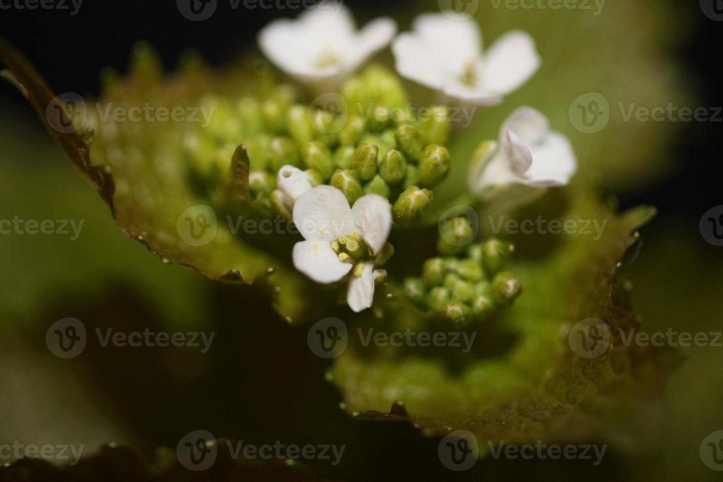 blomma närbild diplotaxis erucoides familj brassicaceae botanik foto