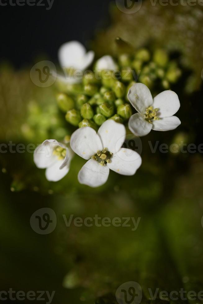 blomma närbild diplotaxis erucoides familj brassicaceae botanik foto