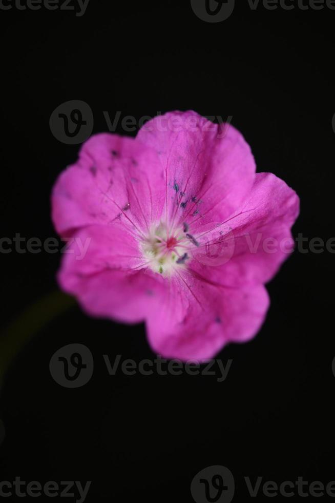 blomma blommar närbild bakgrund pelargon foto