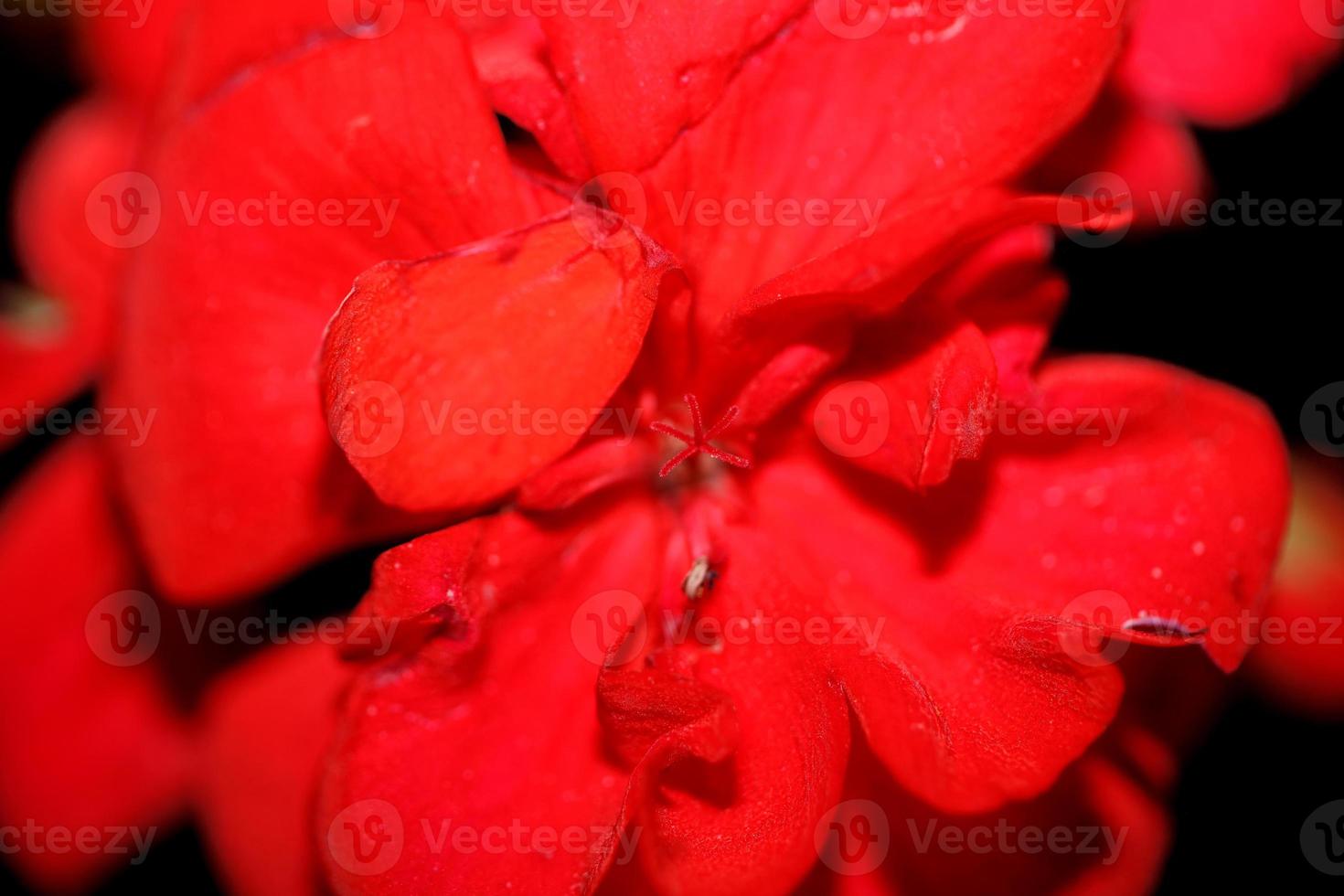 geranium blomma närbild familj geraniaceae bakgrund botaniskt tryck foto