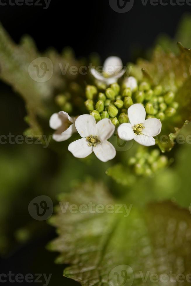 blomma närbild diplotaxis erucoides familj brassicaceae botanik foto