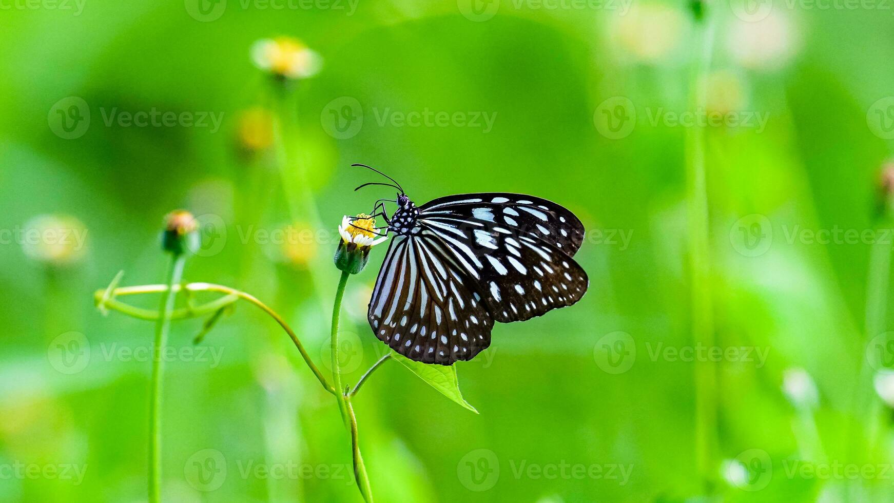 glasig tiger fjäril samlar nektar från en blomma. foto