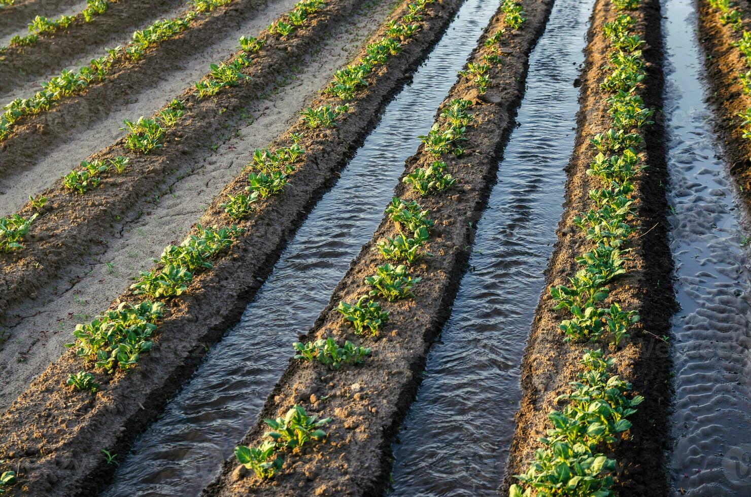 vattning rader av potatis buskar. yta bevattning. lantbruk och jordbruksnäring. vatten flöde. fuktande. växande grönsaker på de odla. oljeodling. växande gröda i de trädgård. trädgårdsarbete. foto