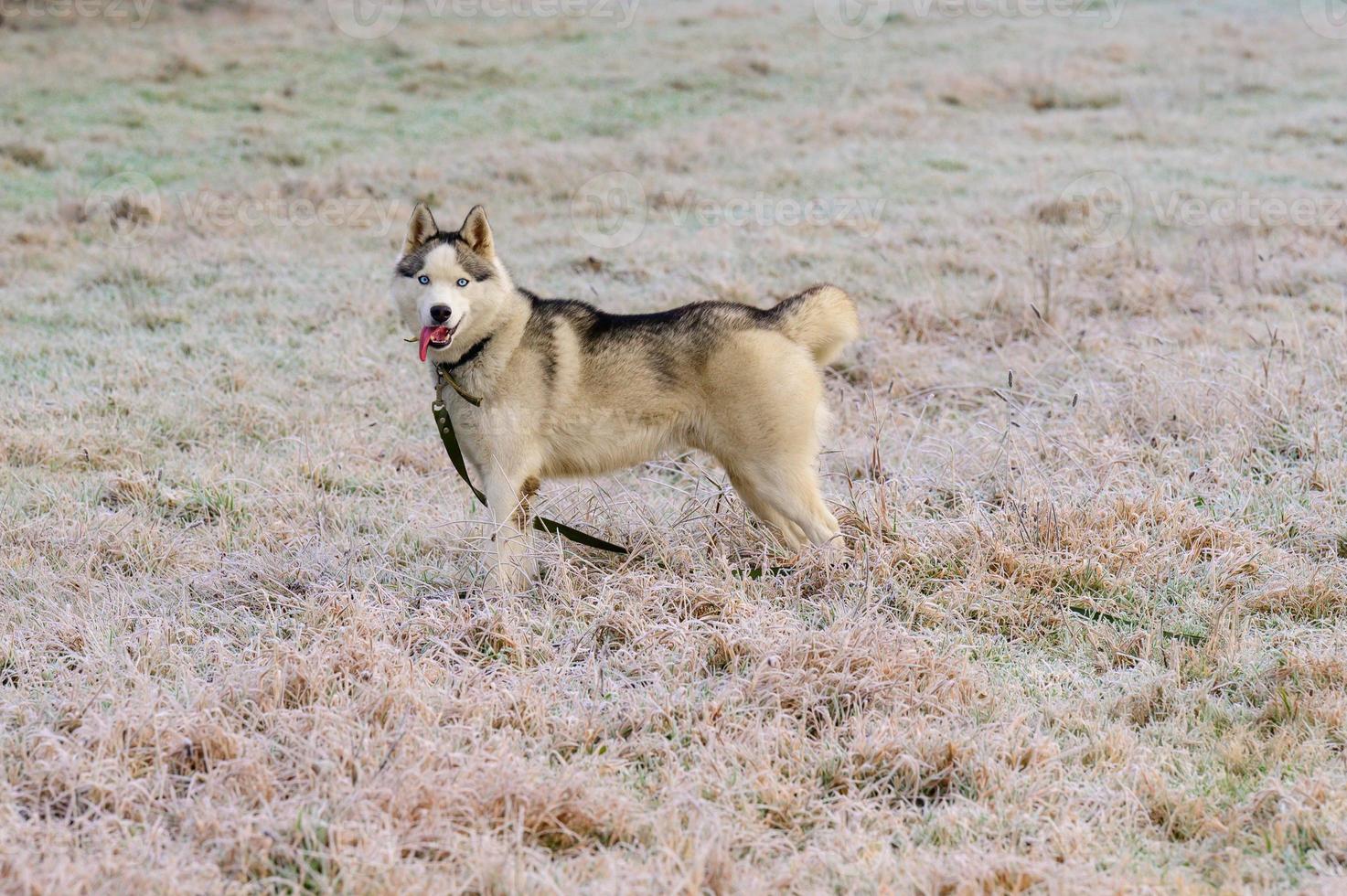 husky promenad och jogga i höstskogen, fritt och lyckligt husdjur. foto