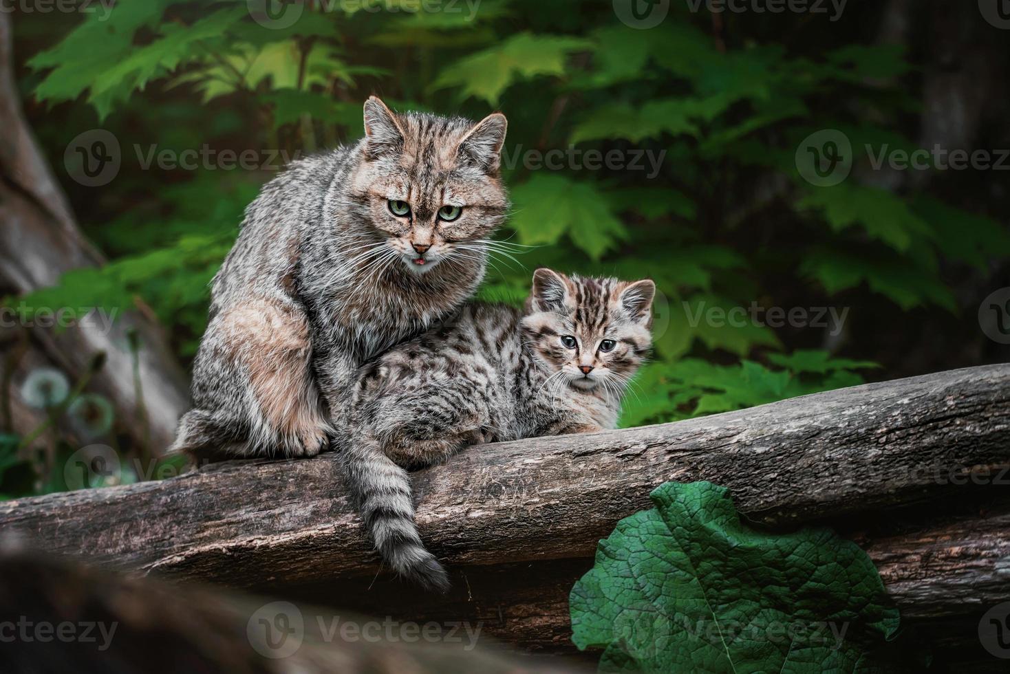 europeisk vildkatt detalj porträtt katt kattunge foto