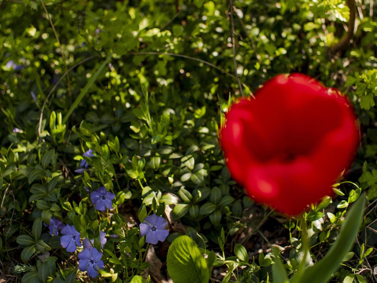 röd tulpan på grönt gräs bakgrund. första vårblommor foto