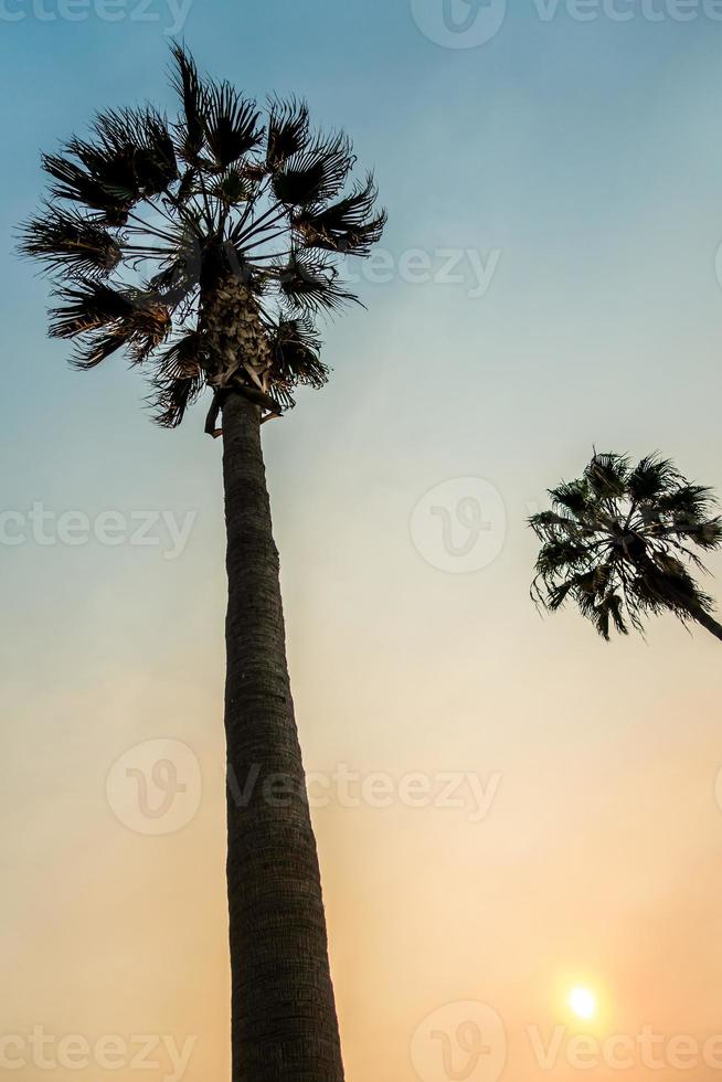 palmer vid solnedgången på boulevard i Los Angeles foto