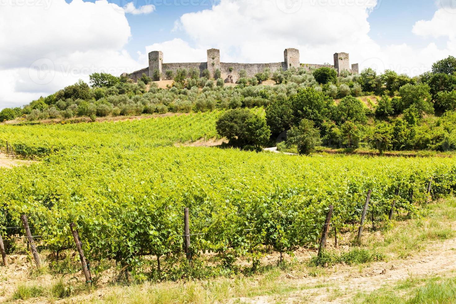 vingård i Toscana foto