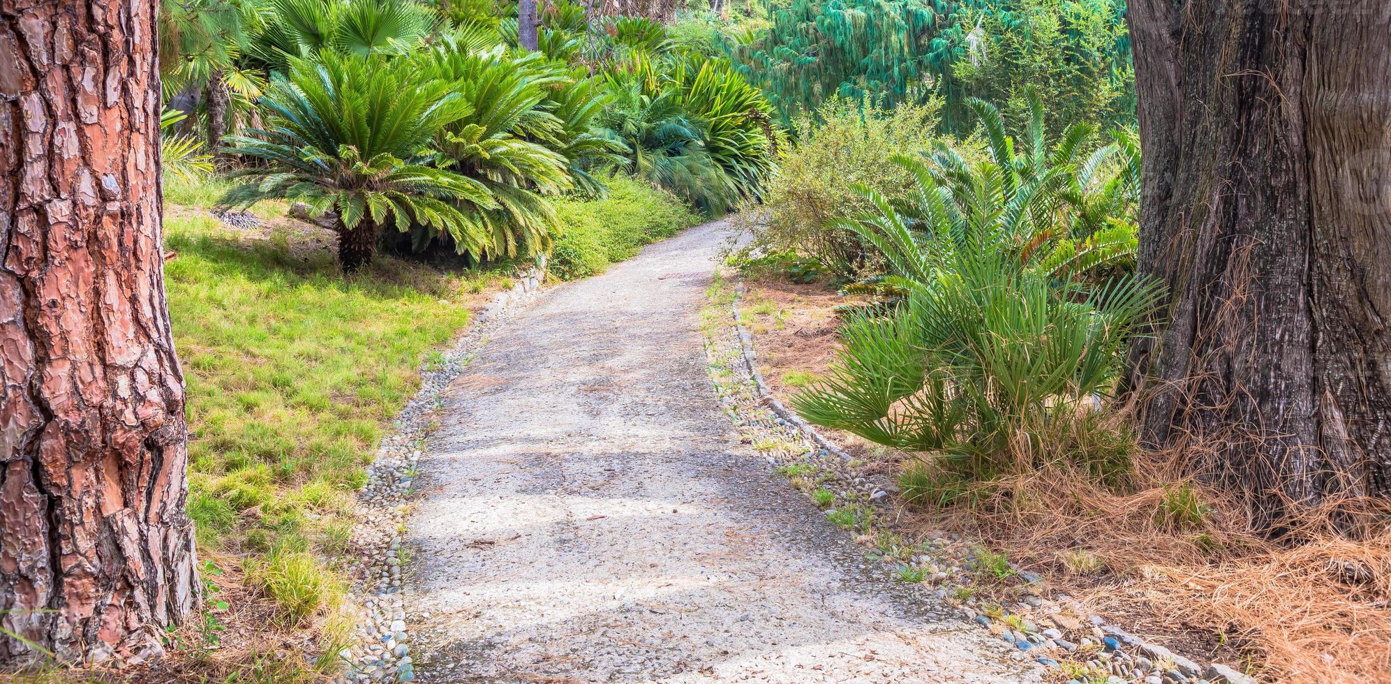 lugn väg i botanisk trädgård foto