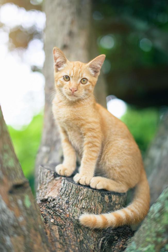 porträtt av ingefära katt i trädgården foto