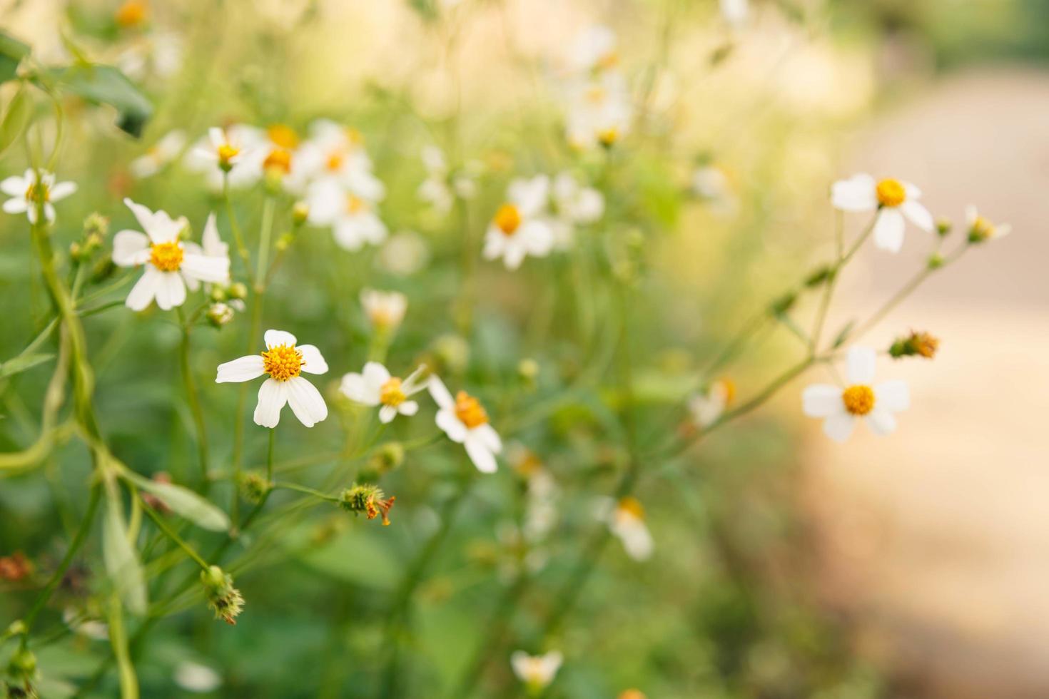 blommar prästkragar på sommaren våräng på bakgrund foto