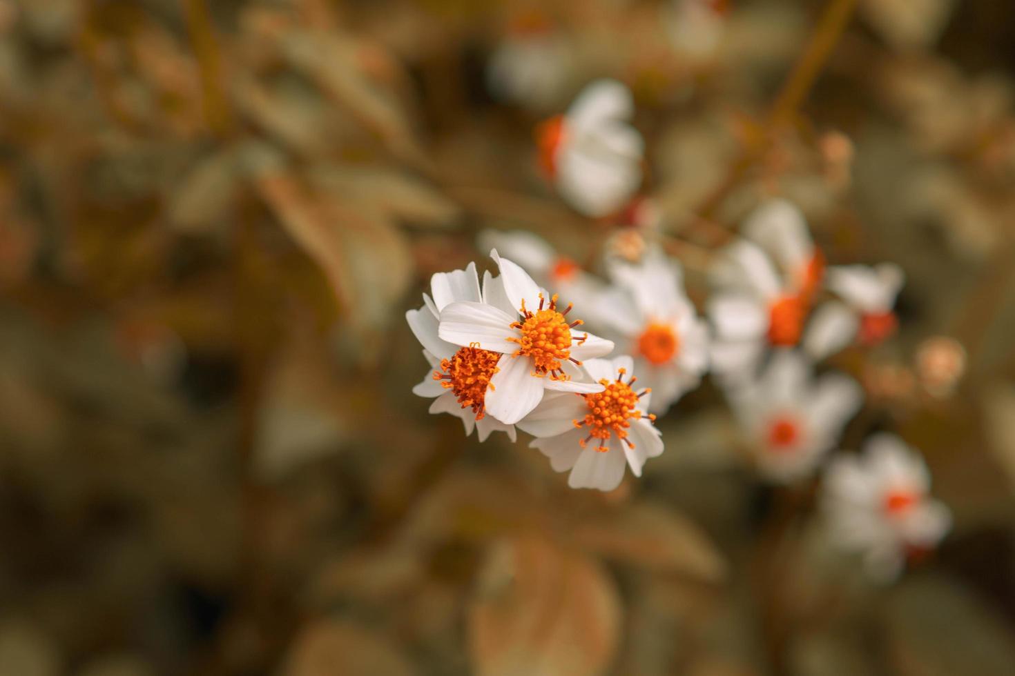 vintage stil sommar blomma bakgrund foto