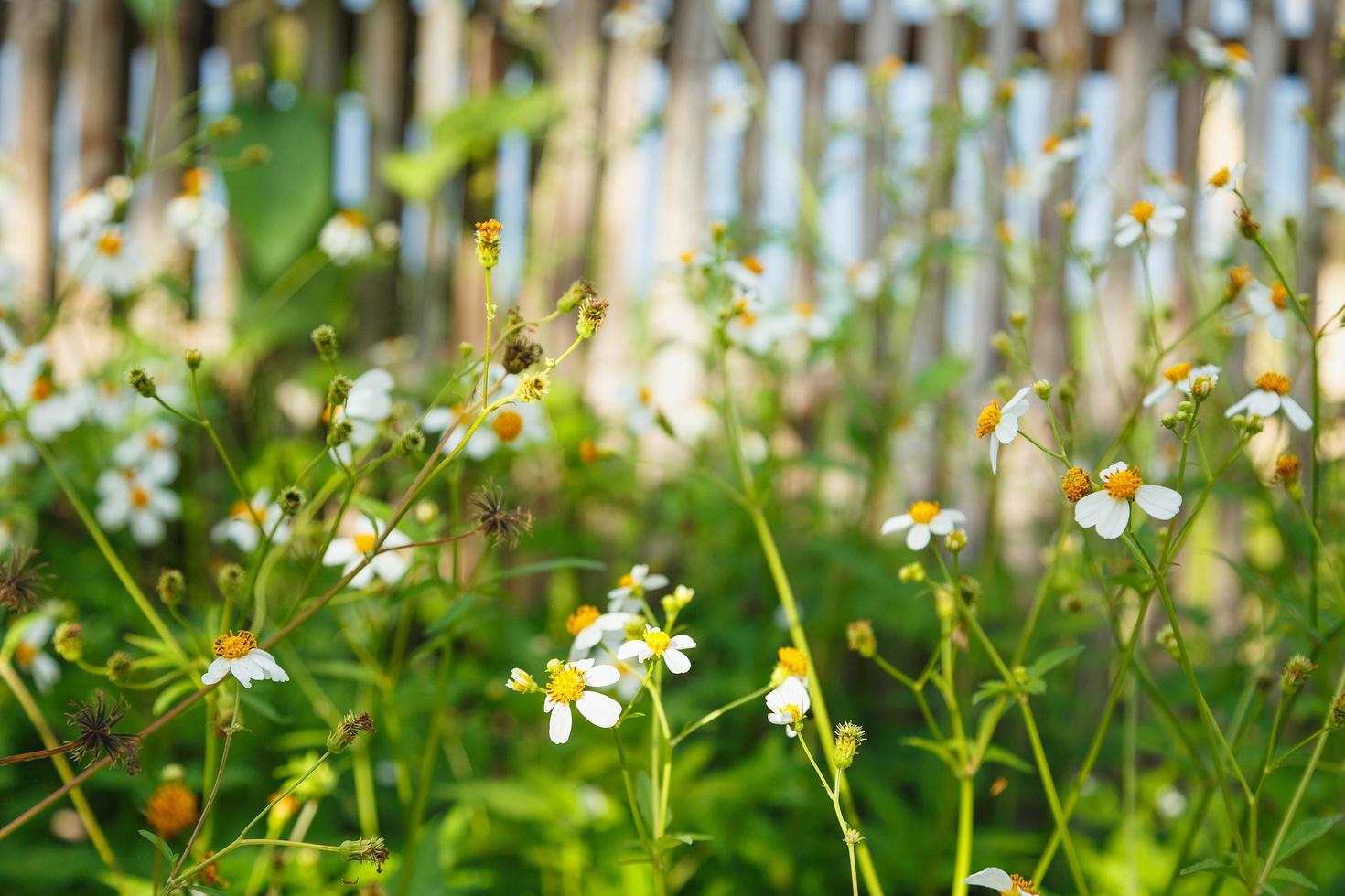 blommor prästkragar på sommaren våren sommaren naturliga foto