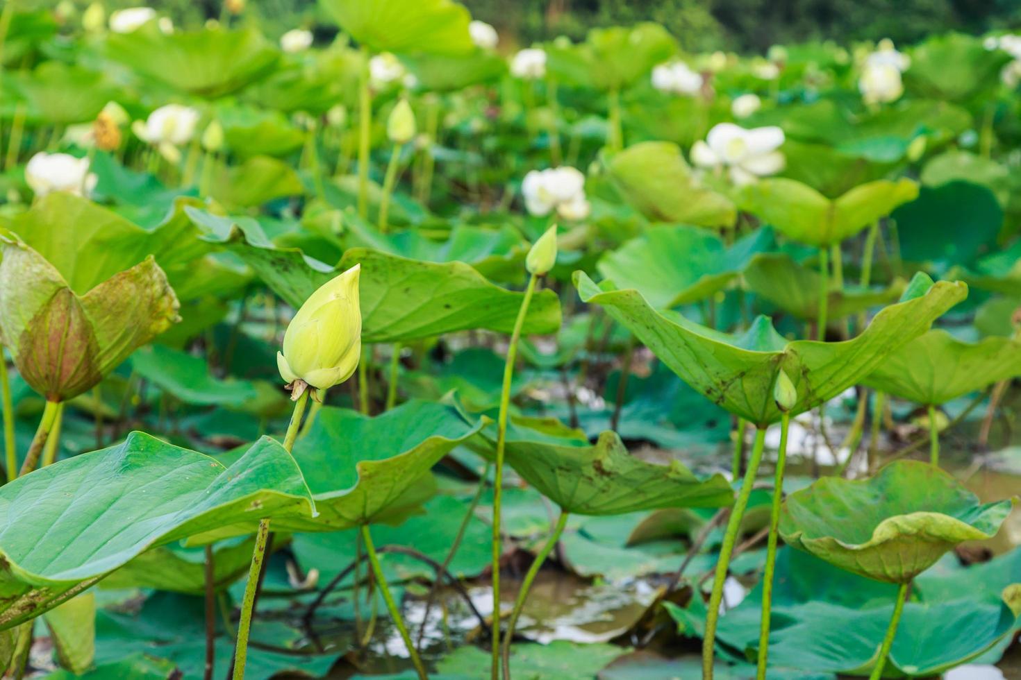 lotusfält vid floden foto