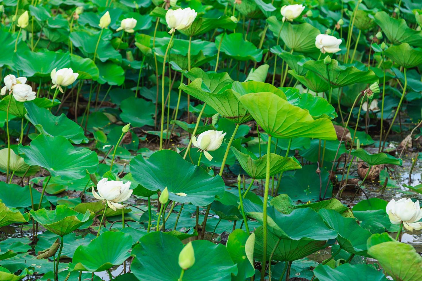 lotusfält vid floden foto